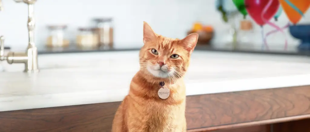 Morris the Cat in front of a sink