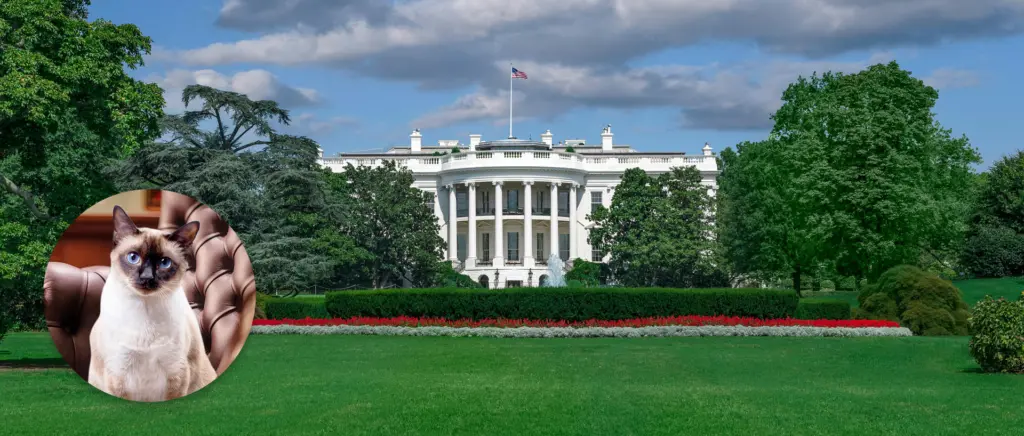 A Siamese cat and the White House