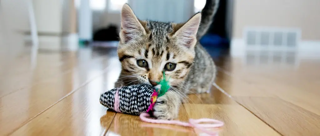 A kitten with a mouse toy