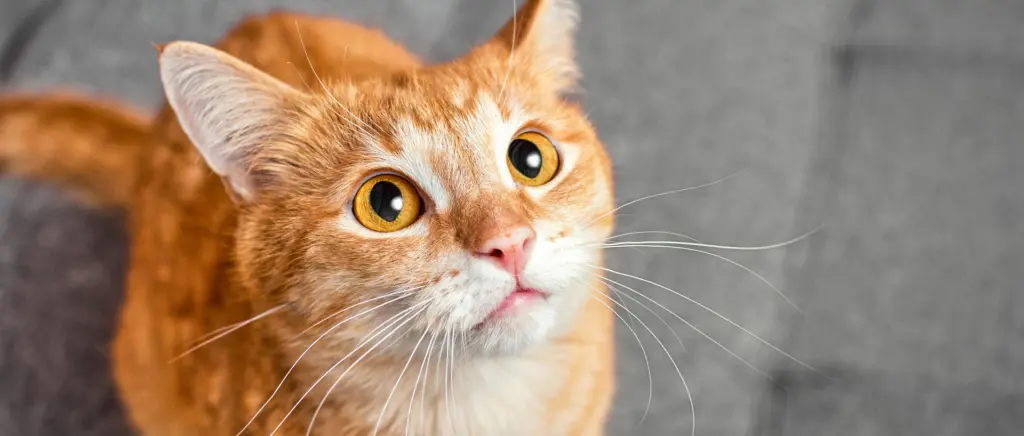 An orange cat looking up