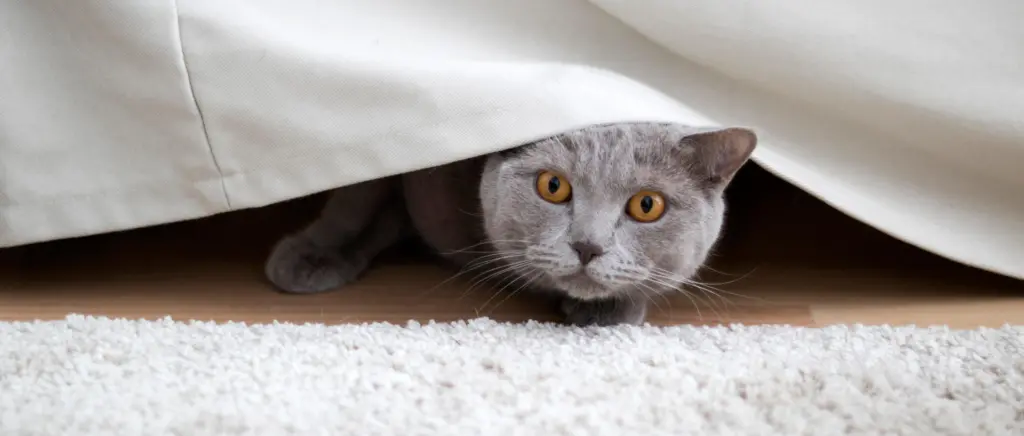 A gray cat hiding under a bed