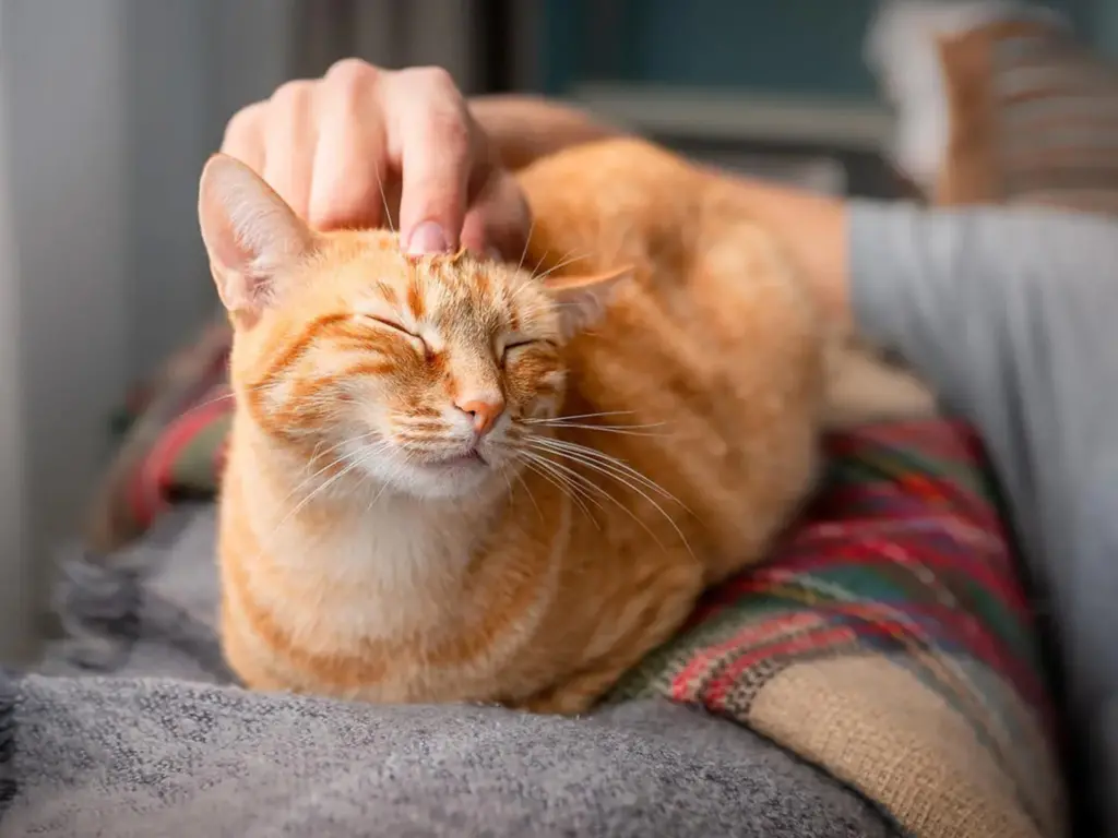 Ask Morris word bubble next to Morris and an orange cat being pet