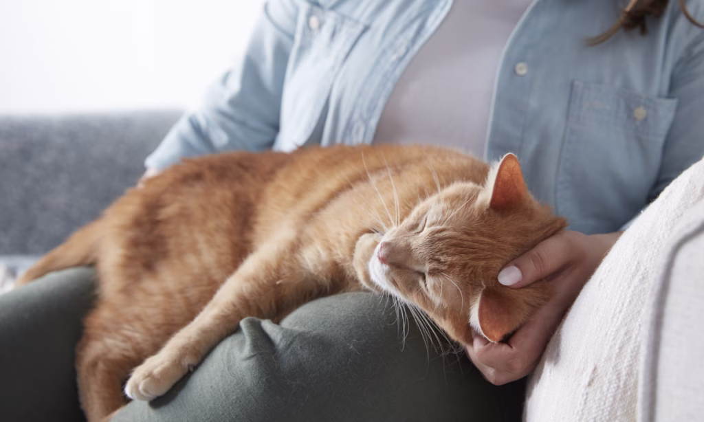 cat sleeping on owners lap