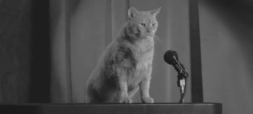 Morris the 9Lives cat next to a microphone