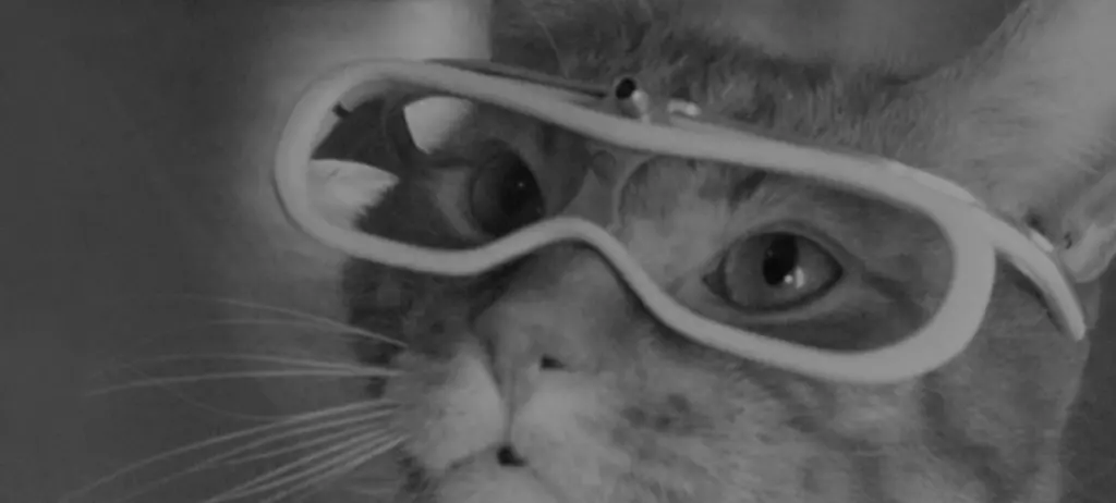 Morris the 9Lives cat wearing goggles