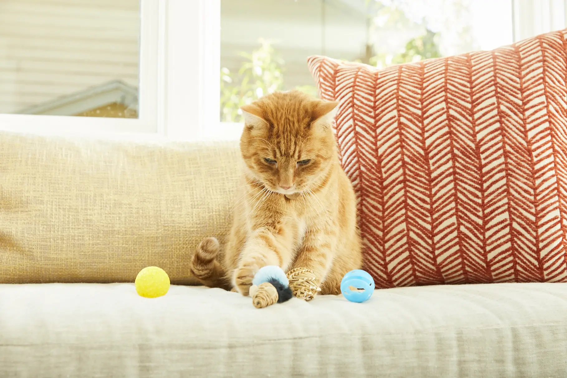 Email Us | 9Lives