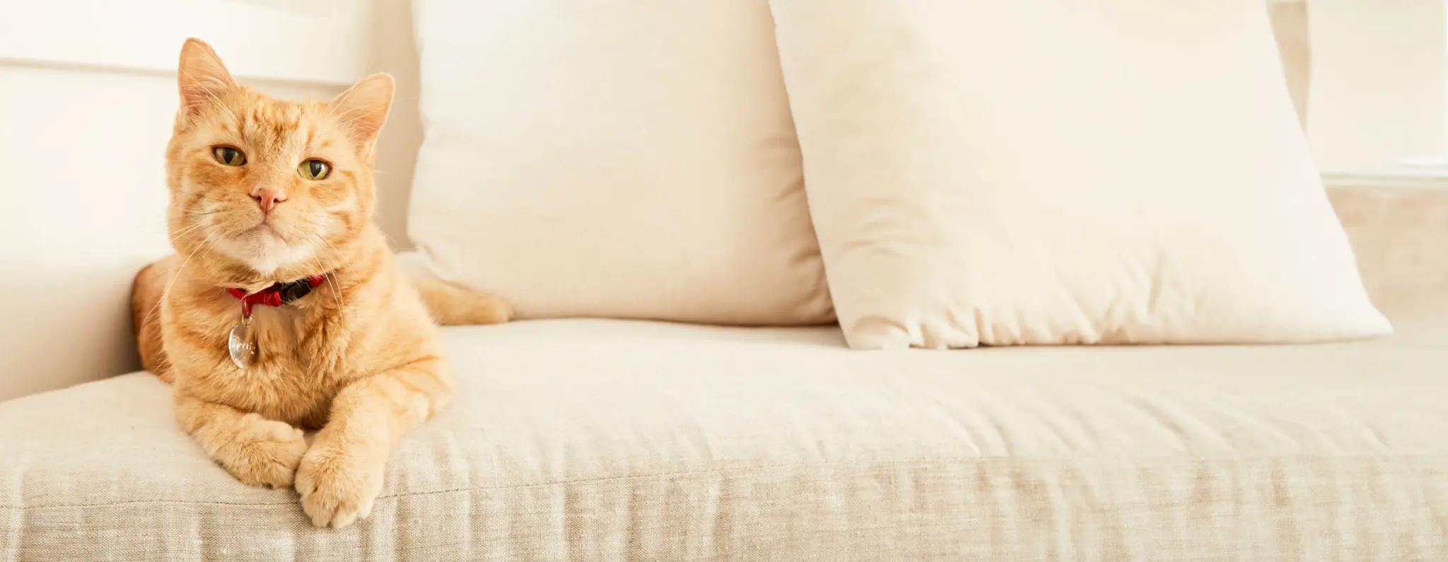 Morris the cat laying on a couch