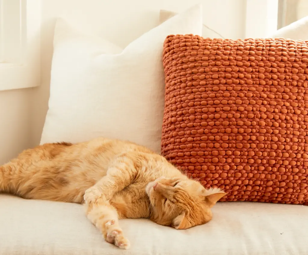 Morris the cat sleeping on a couch