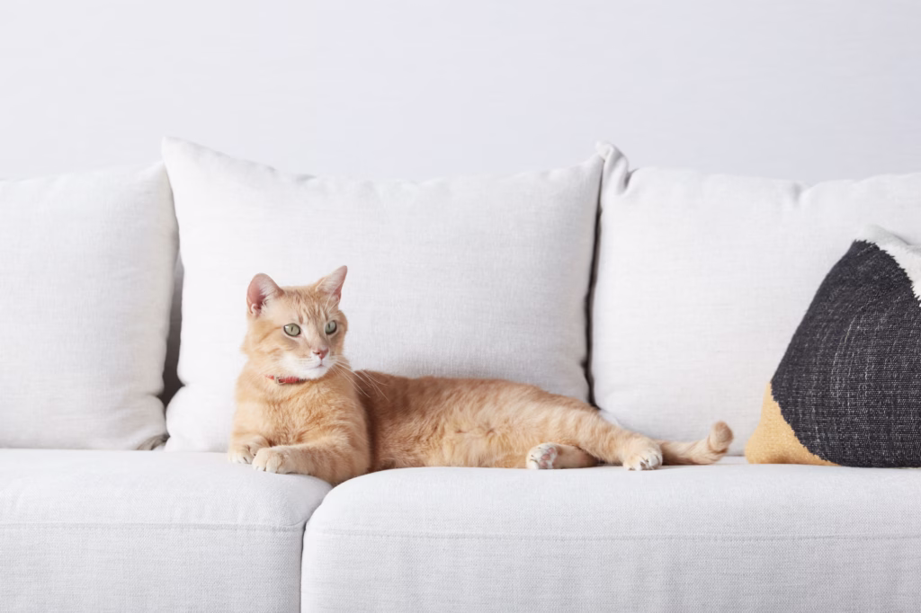 Morris laying on the couch