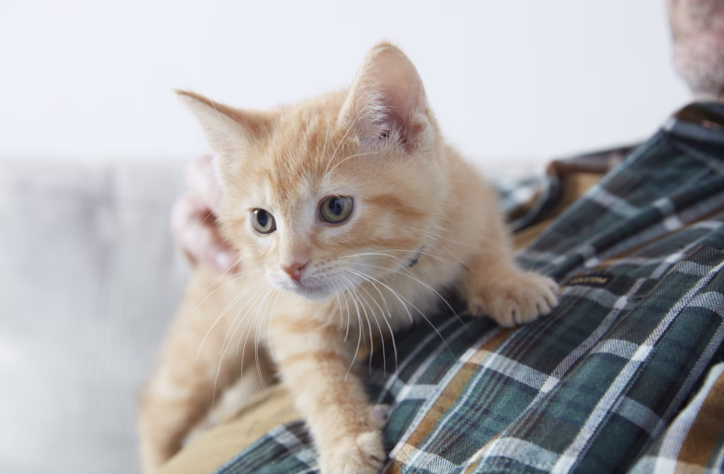 little mo
