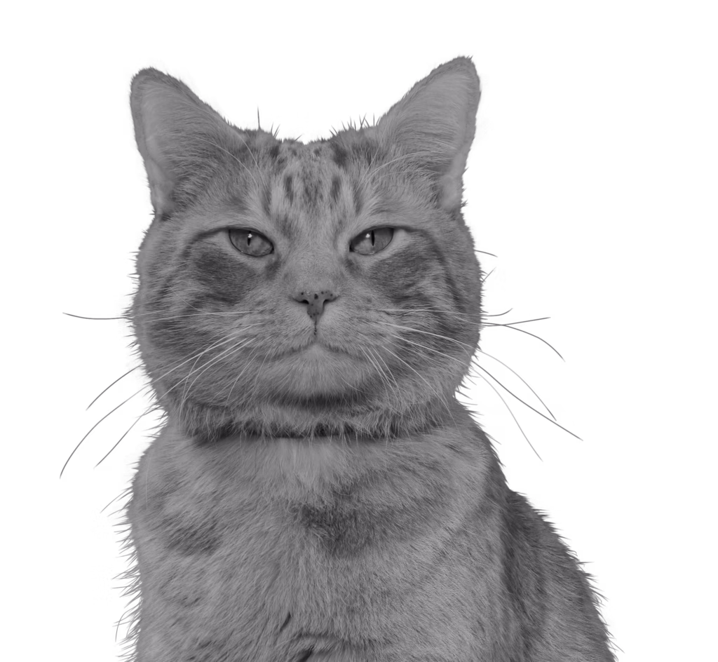 Morris the cat